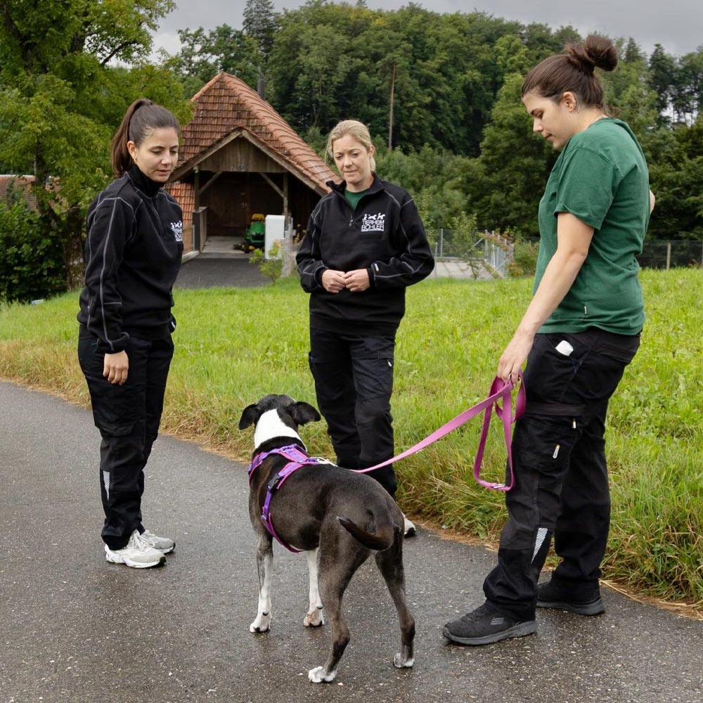 tiertherapie