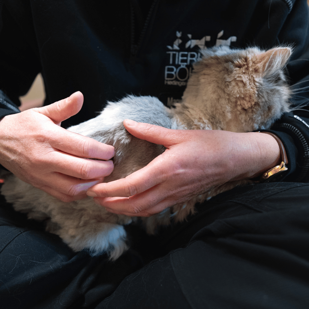 tiertherapie - ostheopathie